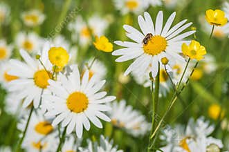 The bee perched on the daisy flower in the meadow with blooming daisies and buttercups