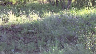 Group of female Lions in the bush