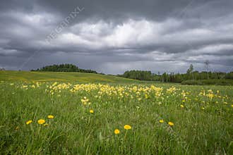 Scenic stormy clouds over bright blooming yellow cowslip and dandelion flowers