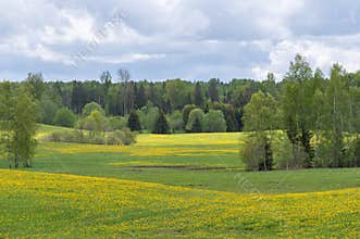 Spring landscape with green and yellow blooming fields and trees