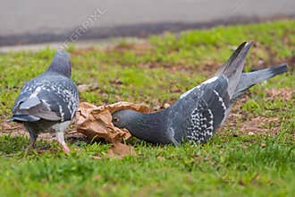 Two Grey Pigeons Picking Leftovers in the Park