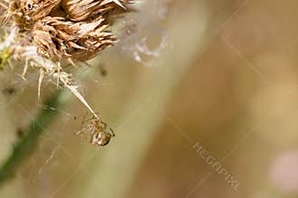Tiny spider weaving a delicate web on a dried flower stem in a sunny garden during late afternoon hours