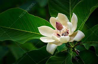 Magnolia flower