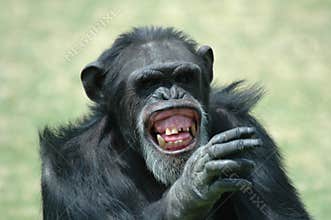 Chimp Humor.