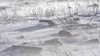 Strong snowstorm and a winter landscape on rocky mountain slope