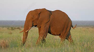 An African elephant bull walking in natural habitat, Madikwe game reserve, South Africa
