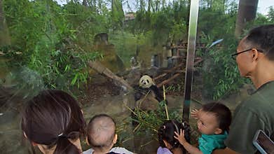 People watching a Panda bear eating a bamboo stick in Chengdu, China