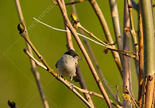 A cute male eurasian blackcap (Sylvia atricapilla) relaxing on a tree on sunny afternoon