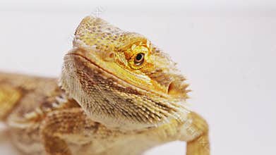 Bearded dragon (agama lizard) close-up portrait