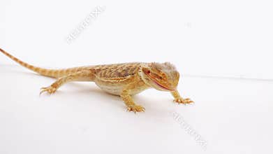 Bearded dragon (agama lizard) eating zophobas worm