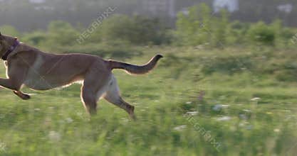 Dog sprinting past
