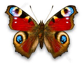 Batterfly