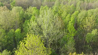 Nature green landscape summer forest view day morning tree park outdoor