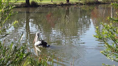 Australian pelican (Pelecanus conspicillatus) is a large waterbird, swimming on the surface of the water in the lake