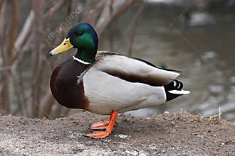 Mallard Duck. Closeup of a drake, standing in the