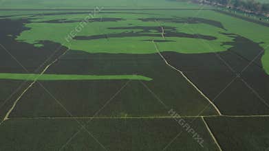 Aerial view of Bangabandhu crop-field mosaic breaks Guinness World Records in Bogura, Bangladesh.