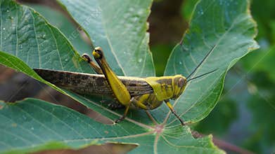 grasshopper on fresh green leaves