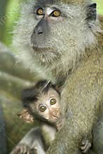 Baby monkey with mother
