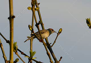 A beautiful female eurasian blackcap (Sylvia atricapilla) perching on a tree in the spring evening