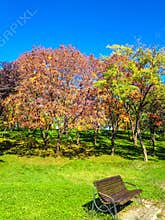 Autumn park and bench