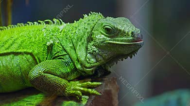 Green iguana, large arboreal herbivorous lizard species. Iguana on the tree branch. Closeup