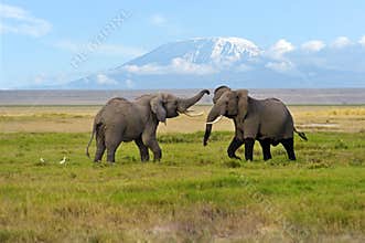 Elephant