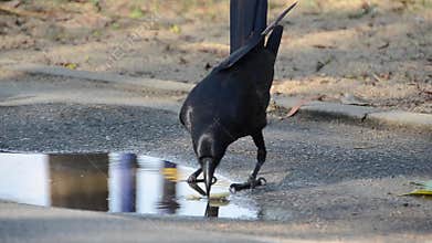 Smart crow makes the food soft before eating