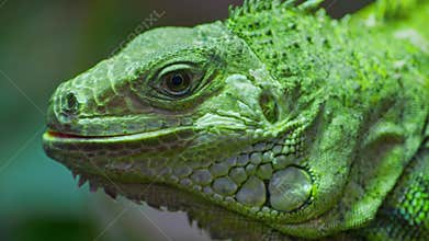 Green iguana, large arboreal herbivorous lizard species. Iguana on the tree branch. Closeup