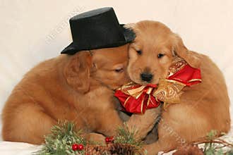 Cuddling golden retriever puppies