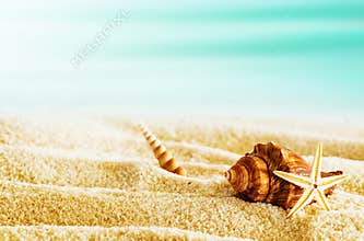 Tropical beach with seashells on a hot summer day