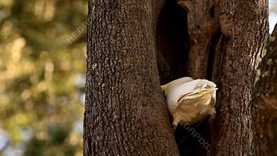 Sulphur-crested cockatoo