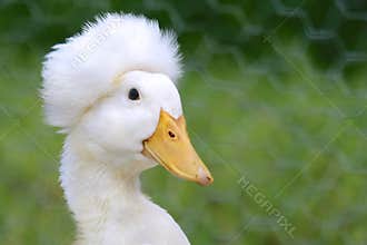 Crested Duck