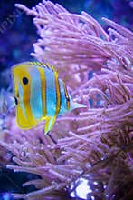 Butterfly fish