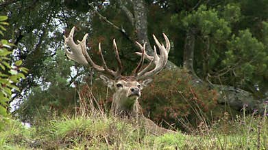Stag on the lookout