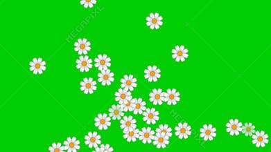 White and Yellow Rose Flowers on Green Screen Striped Background