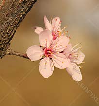 Blooming spring tree flower