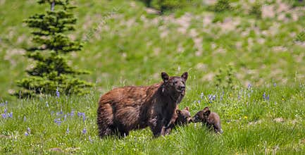 Mother Bear and Cubs in Mt. Rainier National Park