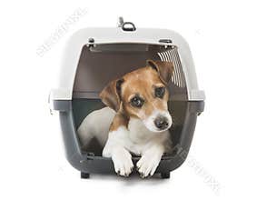 Pets transportation