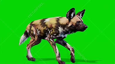 3D Render of African Wild Dog Walking Isolated on Green Screen for Easy Compositing