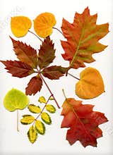 Fall Leaves