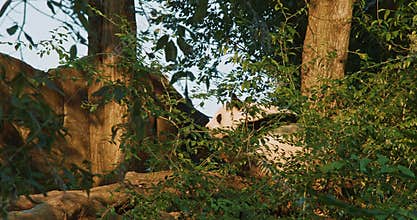 Giant Panda Sleep. Bear Or Simply, Is Bear Species Endemic To China. Panda Diplomacy. Travel To China. National Symbol