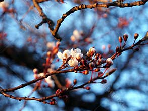 Cherry tree