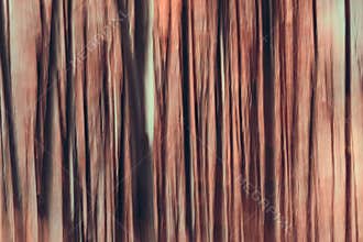 Abstract forest