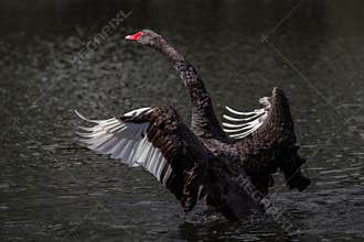 A black swan bathing and flapping its wings wildly on a still lake.