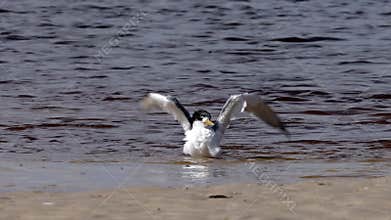 A crested tern bathes in a tidal creek, flaps its wings, and then flies away.