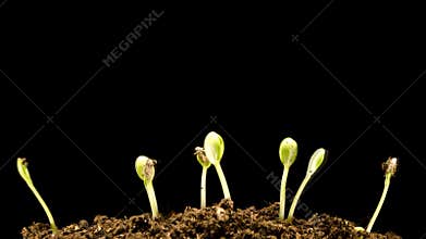 Water Melons sprouting (time-lapse)
