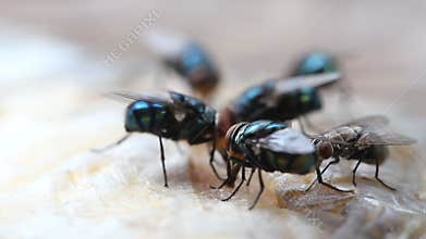 Flies are swarming dried fish.