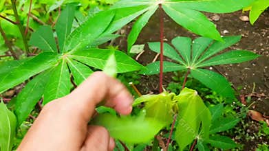 Hand Picking Fresh Cassava Leaf from Plant