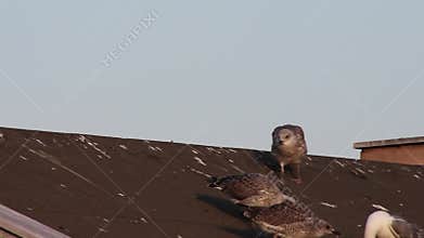 three seagull chicks fledglings begging for food on a roof