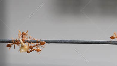 Red weaver ants carrying food to nest